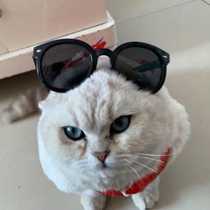 任泽区怡霖宠物用品店头像