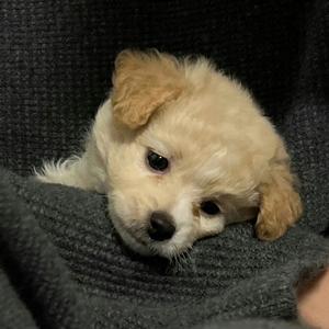 安利小王几头像