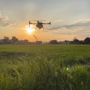 欧阳的水稻头像