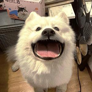 就要吃龙虾嘛头像