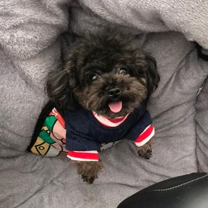 煤球是小狗🐶头像