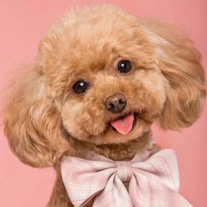 宠物立体画定制（收徒）头像