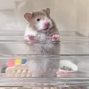 小饼🐹（搞摇汞版头像