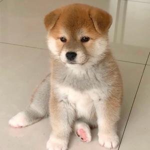 无敌小霸王头像