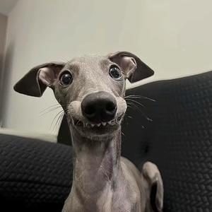 馊主意大王头像