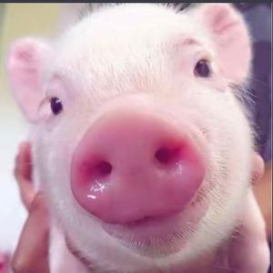 你是什么蠢东西头像