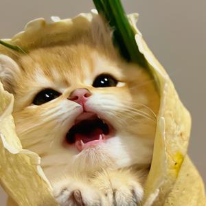 芬尼的富贵与肥喵☀头像