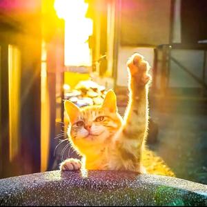 一个简单的人头像