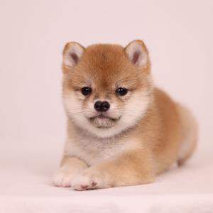 雲の豆柴·林子头像