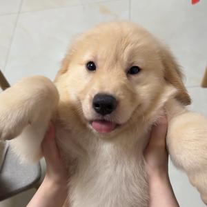 芭乐芭乐小八快乐头像