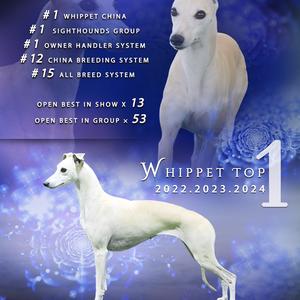 黑驹惠比特头像