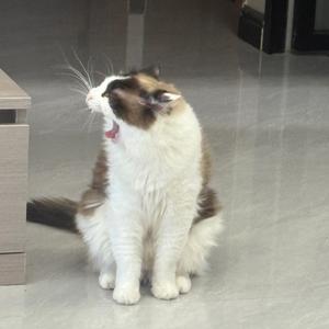 话痨小姐姐头像