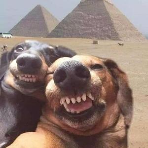 妙哥逗你笑头像