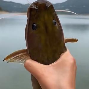 探钓者一路过南充（🎣直播分享钓位）头像