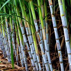 农喜农资公司头像