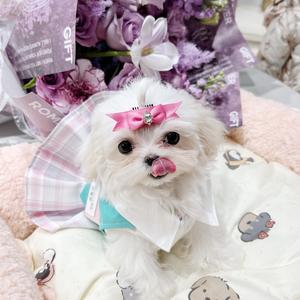 小马铁柱和布偶年年头像