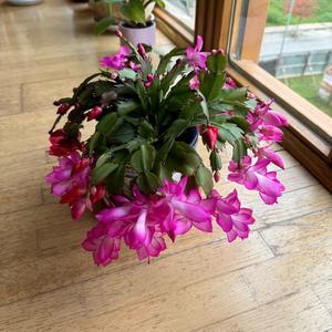 珠珠🇪🇸头像