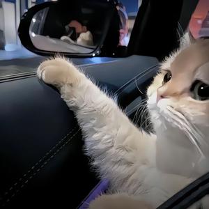 派大星Mortal头像