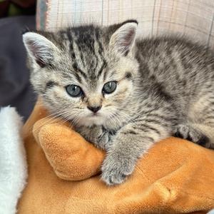 毛孩子饲养局.头像