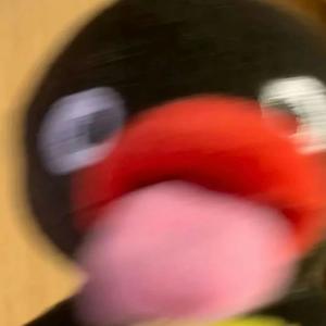 脆脆生煎包头像