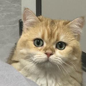 泡芙芙小哭包头像