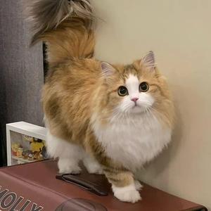 Dota猫猫拳超人头像