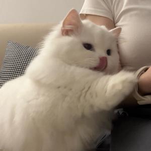 一朵棉花糖头像