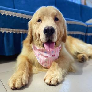 喜悦家金毛头像