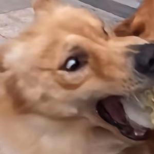 仙子狗尾巴花头像