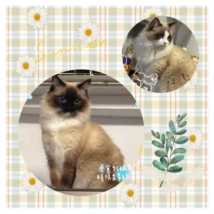 苏州猫👉妹妹头像