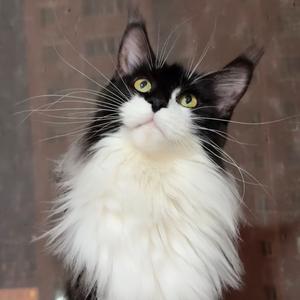 奥利奥是只缅因头像