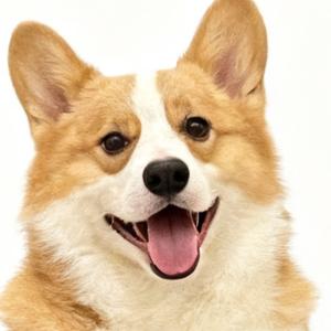 柯猪🐷劲宝头像