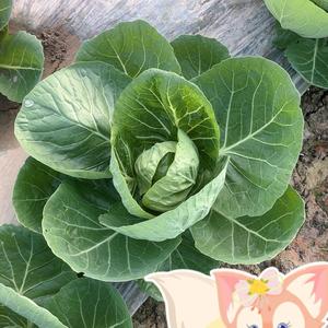 西瓜王仁兵头像