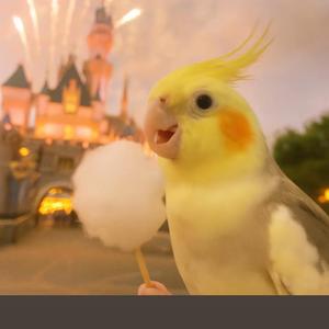 开心傻嘟嘟（喜欢做meme）头像