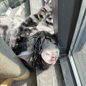 玩玩具的小怪兽头像