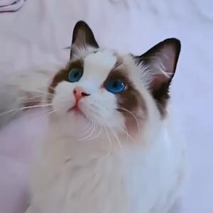 可爱喵的一家✨头像