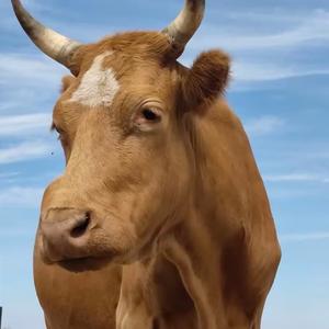 大胖妮牛肉头像