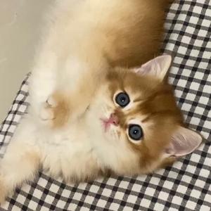 条条不是辣条🐱头像