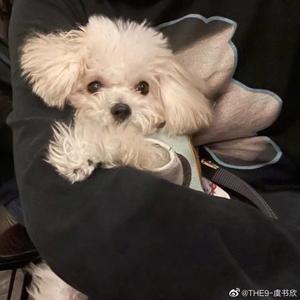 芝麻街的盐醋薯片头像