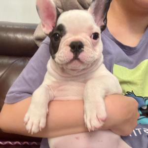 鼾鼾是只猪🐽头像