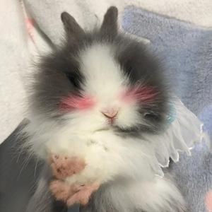 骑骑骑着饱马头像