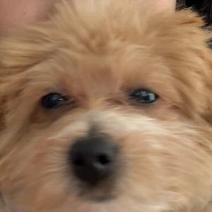 五毛冒泡🫧头像