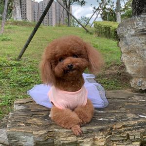 朵朵 小草莓头像