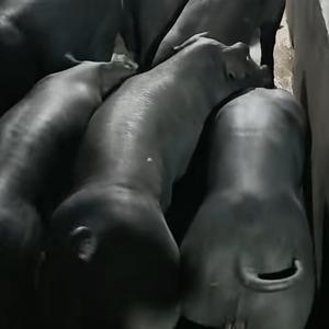 兵哥哥回乡创业养黑猪头像