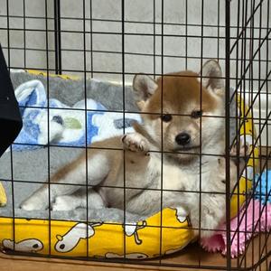 初一是只小柴~头像