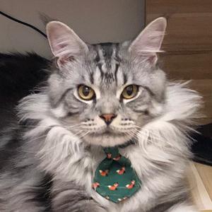 嗲精猛男爆爆头像