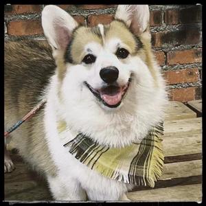 云南大理小垚精品柯基头像