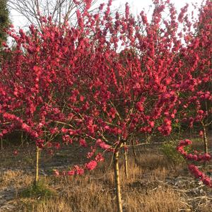 温江昊霖园艺场头像