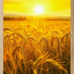 华姐爱种植头像