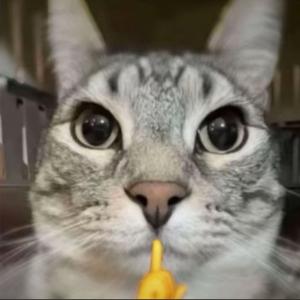 天才在左疯子在右我在中间我是天子头像